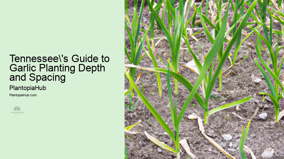Tennessee's Guide to Garlic Planting Depth and Spacing