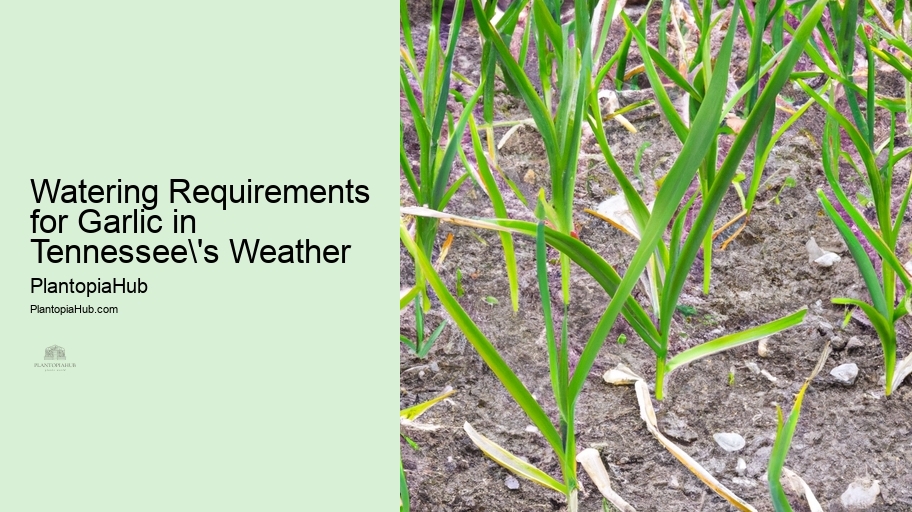 Watering Requirements for Garlic in Tennessee's Weather